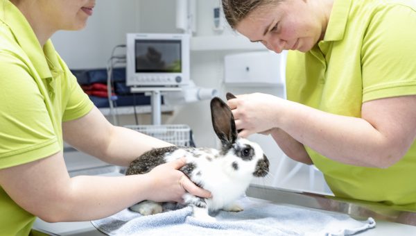 Zwei Teammitglieder untersuchen ein Scheckenkaninchen auf dem Behandlungstisch der Kleintierpraxis Mosbach
