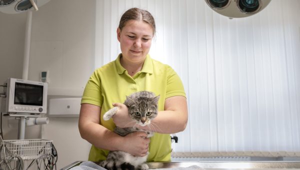 Teammitglied der Kleintierpraxis Mosbach hält eine getigerte Katze auf dem Behandlungstisch