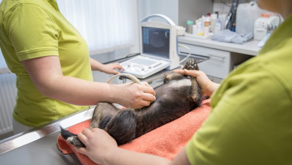 Ultraschalluntersuchung eines Kleintiers auf dem Behandlungstisch der Kleintierpraxis Mosbach