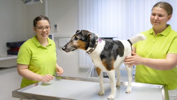Vorsorgeuntersuchung eines Foxterriers auf dem Behandlungstisch der Kleintierpraxis Mosbach