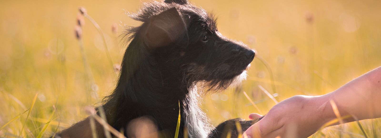 Junger dunkler Rauhaarhund sitzt in einer sonnigen Wiese, eine Hand streckt sich ihm entgegen